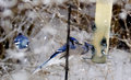 Blue Jay In Motion