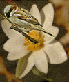 Day 2 - Sparrow and Bloodroot