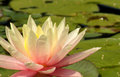 Water Lily