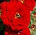 Rose - Using USM method