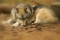 Timberwolf