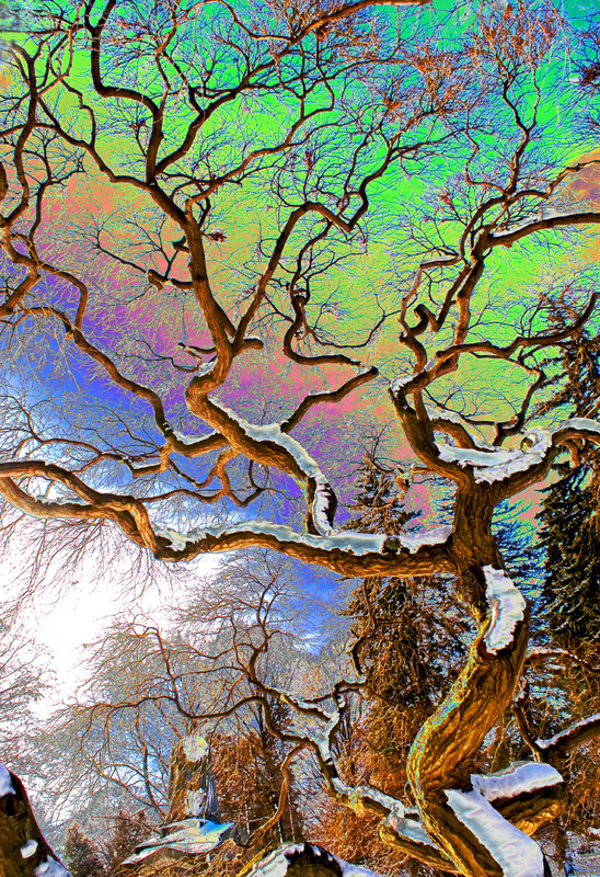 Twisted Winter Tree