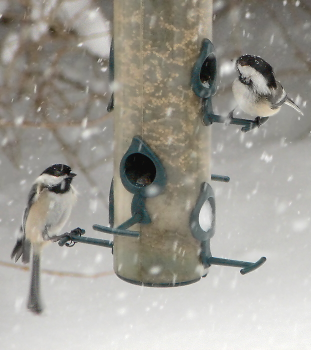 When The Snow Flies