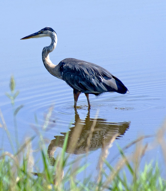 Wading Heron