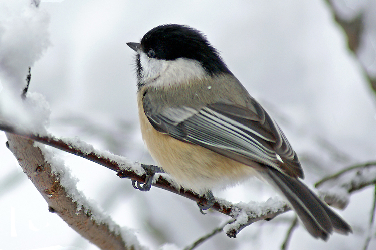 Chickadee In Snow