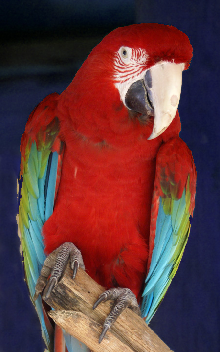 bluebgparrot.jpg