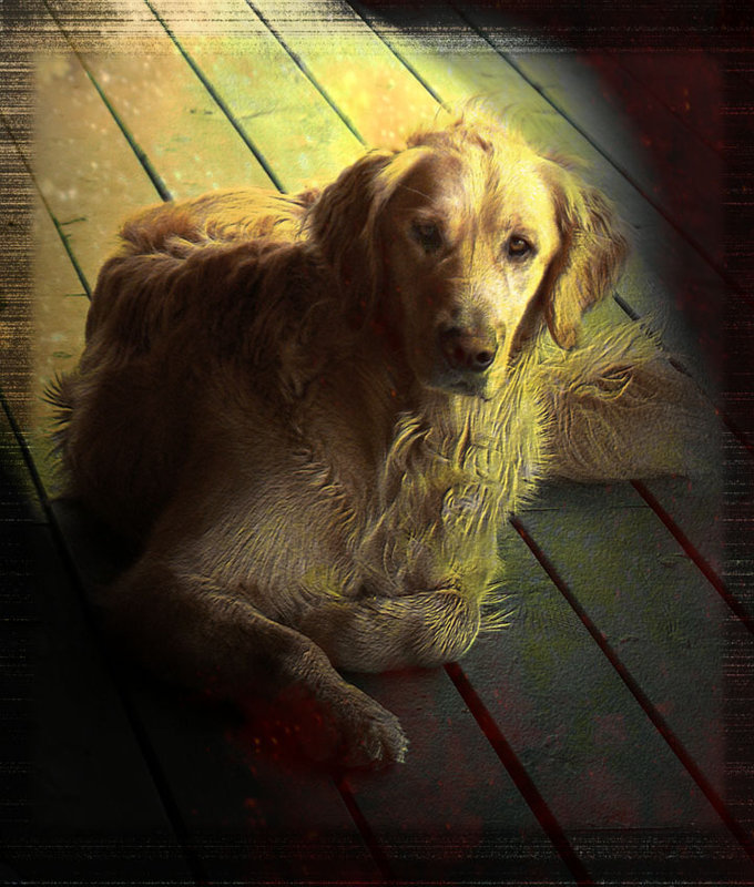 The Old Dog