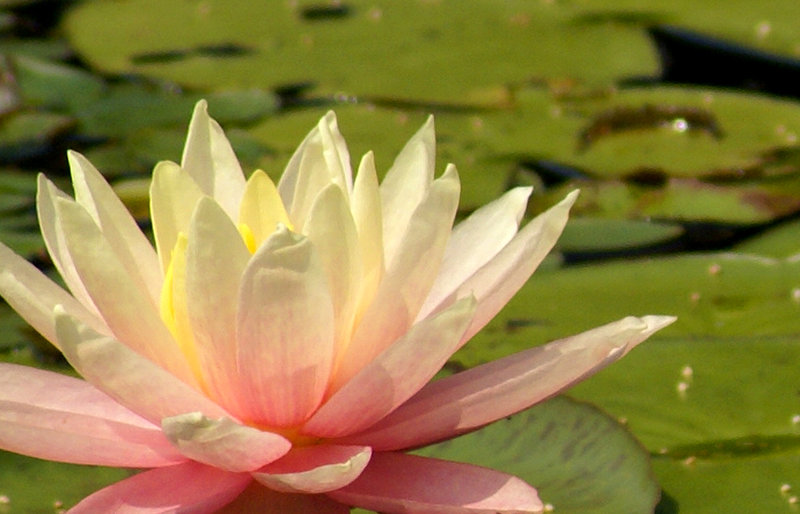 Water Lily