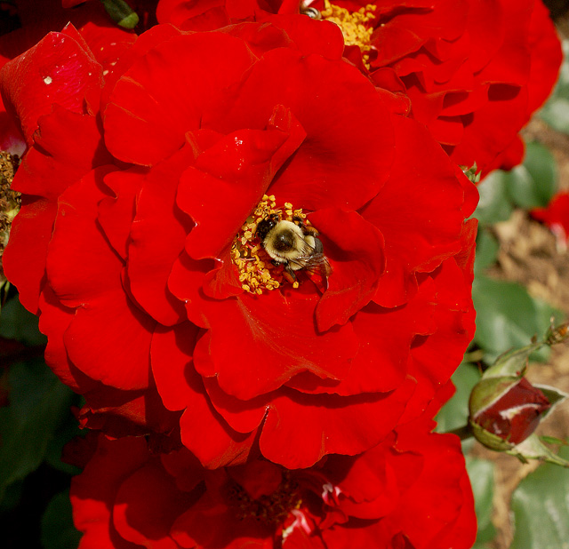 Rose - Using the Adamus Sharpening method.
