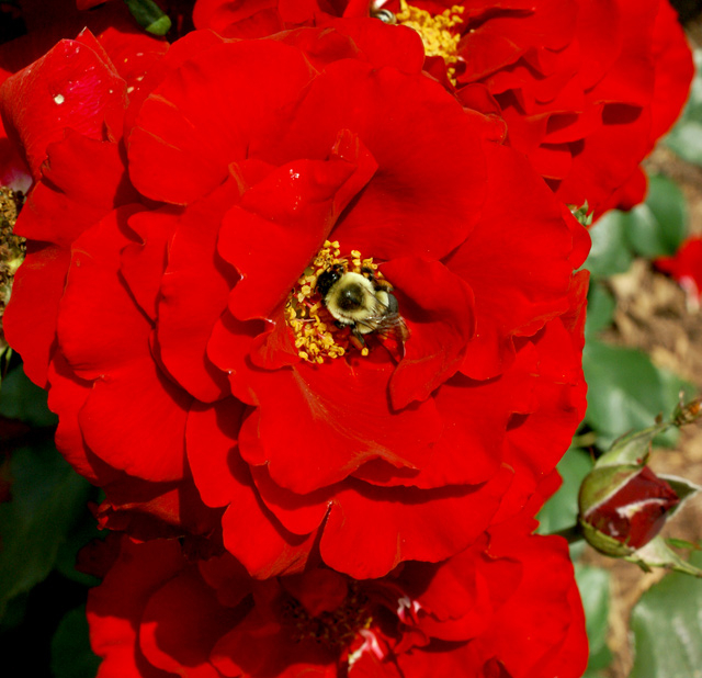 Rose - Using USM method