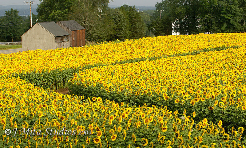 River Of Sunflowers