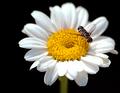 Daisy-Macro.jpg
