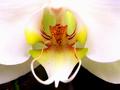 orchid3a1.jpg