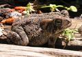 American Toad