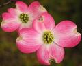 dogwoodpink3.jpg