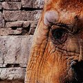 Elephant Textures
