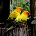 Sun Conures