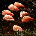 Flamingo Ring