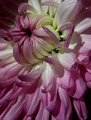 Chrysanthemum 2 Crop 1