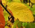 wet leaf