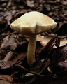 white mushroom