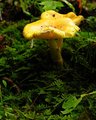 yellow mushrooms