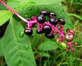 pokeberries