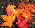 Four Leaves