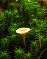 Tiny Mushroom