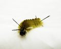 Green Caterpillar