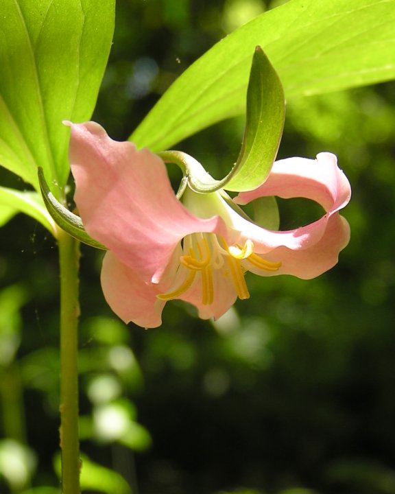 Catesby's Trillium