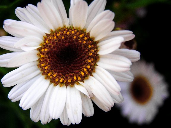 daisywhite1a1.jpg