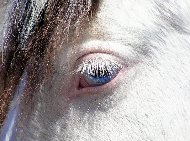 horseeye2a.jpg