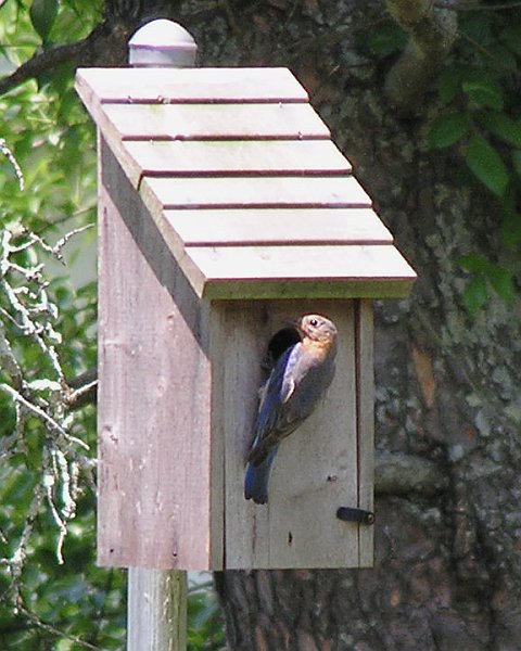 bluebird