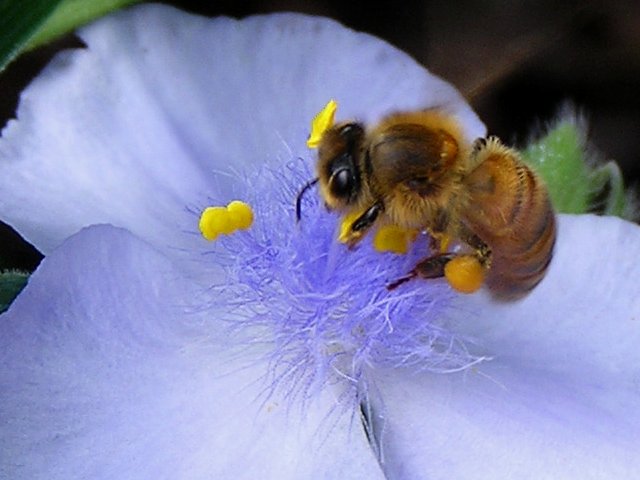 Bee on Spiderwort