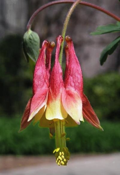 columbine1a.jpg