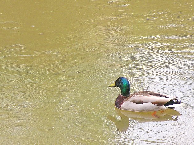 duckwithreflection.jpg