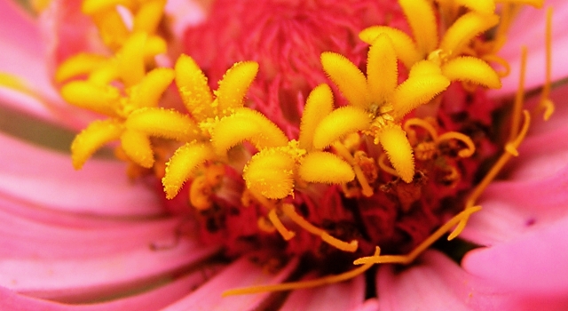 Star Stamens