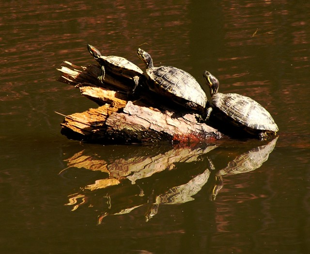 sunningturtles2p1010104.jpg