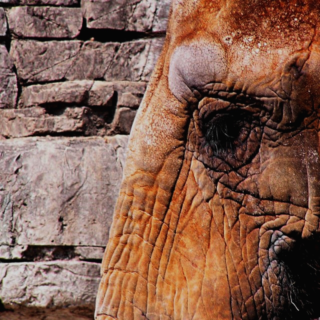 Elephant Textures