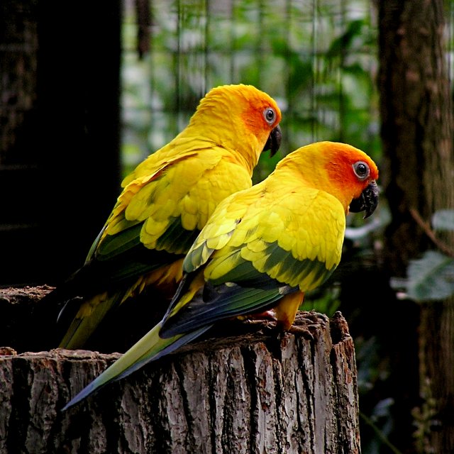 Sun Conures