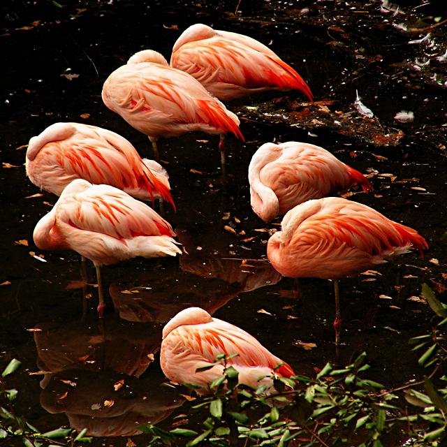 Flamingo Ring