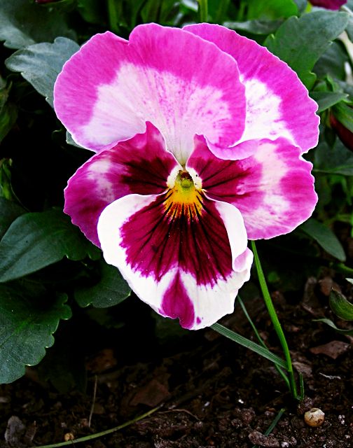 Magenta Pansy