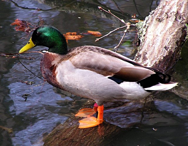 Mallard Drake