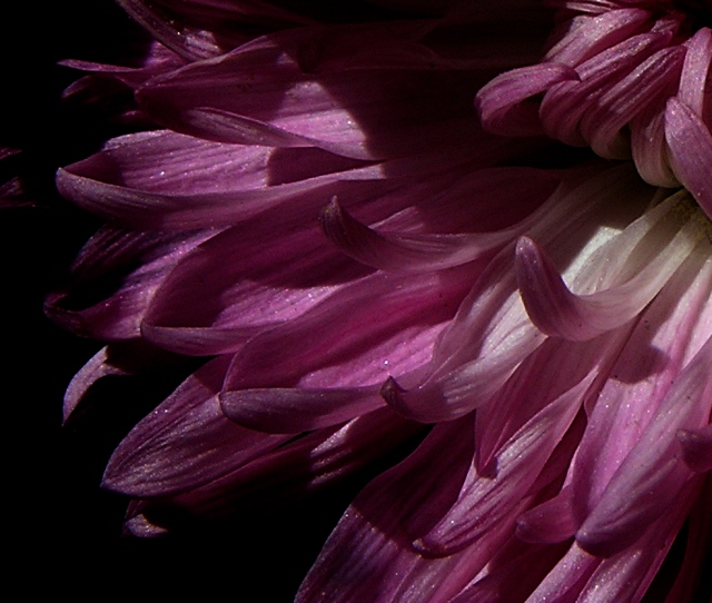 Chrysanthemum 1