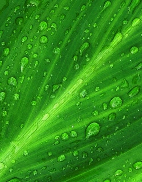 Wet