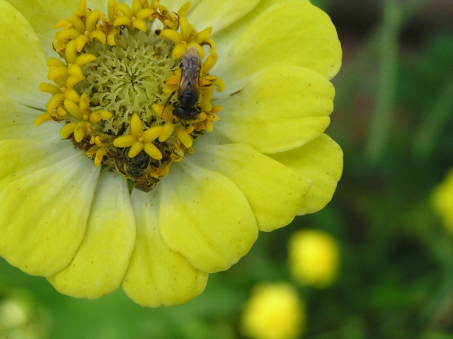 2 bee or not 2 bee