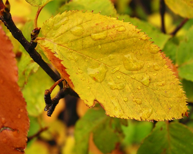 wet leaf
