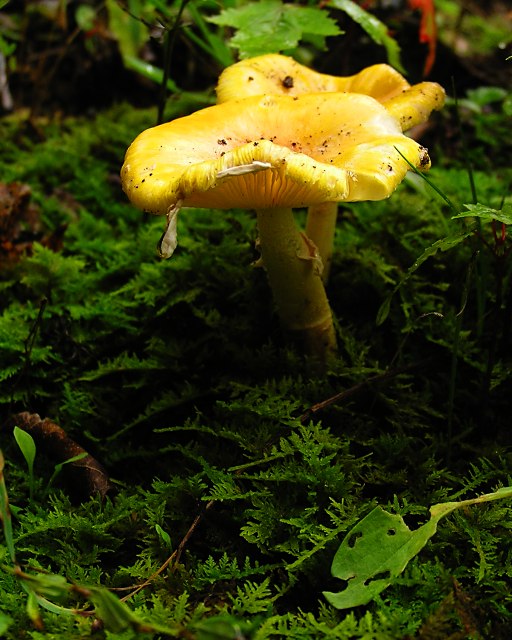 yellow mushrooms