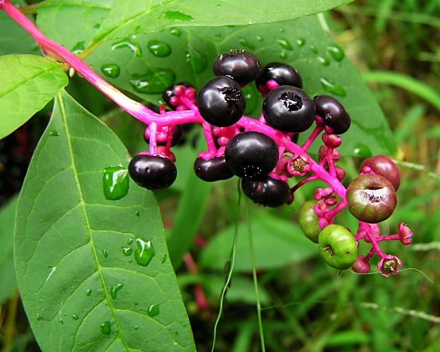 pokeberries
